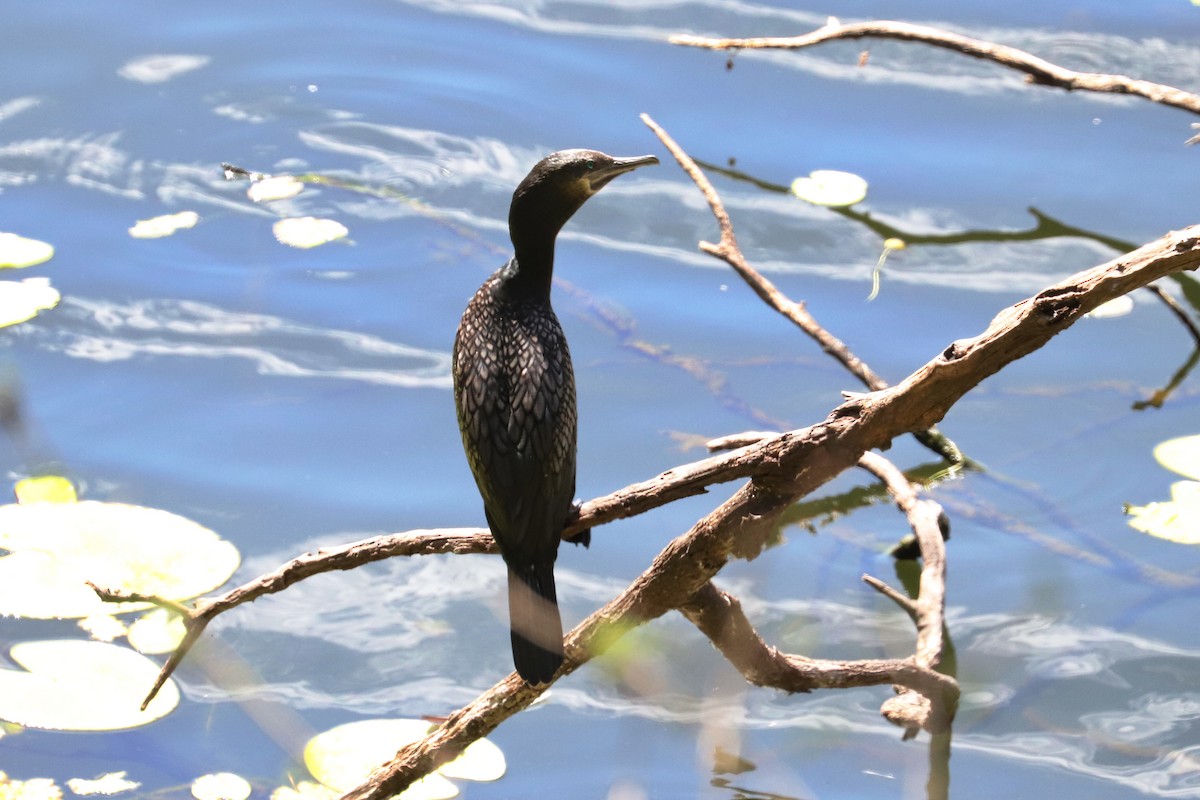Little Black Cormorant - Lorix Bertling