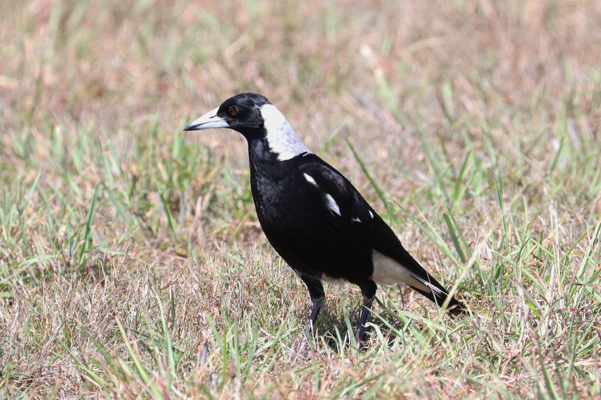 Australian Magpie (Black-backed) - Lorix Bertling