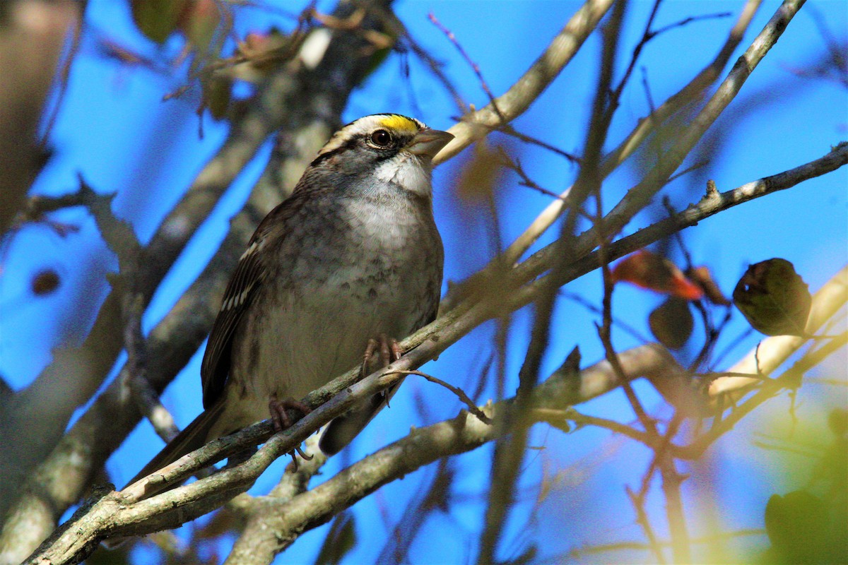 White-crowned Sparrow - james bell