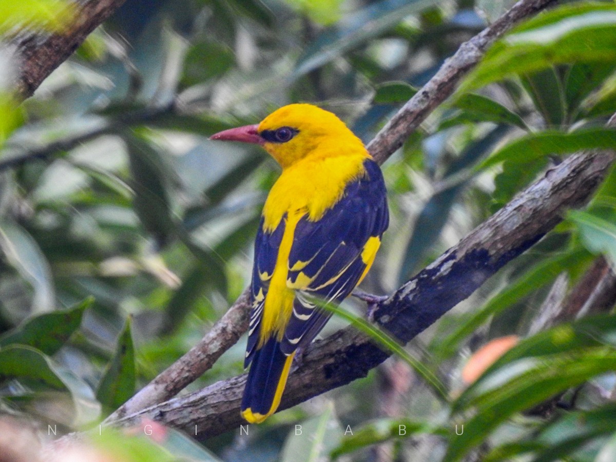 Indian Golden Oriole - ML281210551
