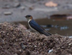 Red-rumped Swallow - Nilesh Shevgaonkar