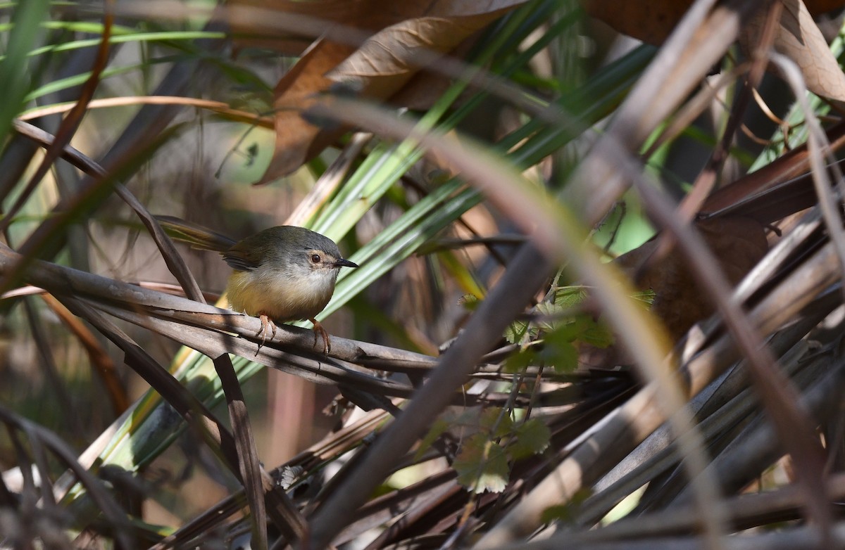 Yellow-bellied Prinia (Chinese) - Ting-Wei (廷維) HUNG (洪)