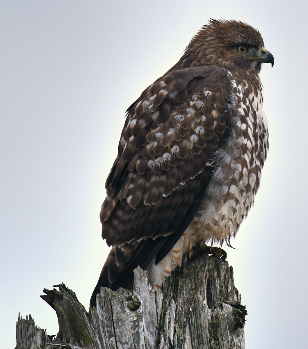 Red-tailed Hawk - ML281223441