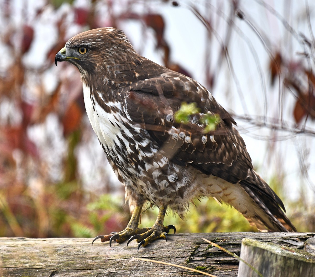 Red-tailed Hawk - ML281223491