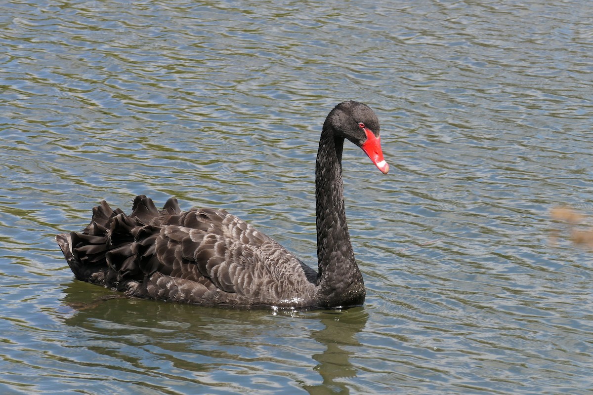Black Swan - ML281224431
