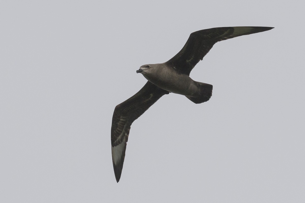 克島圓尾穴鳥 - ML28122561