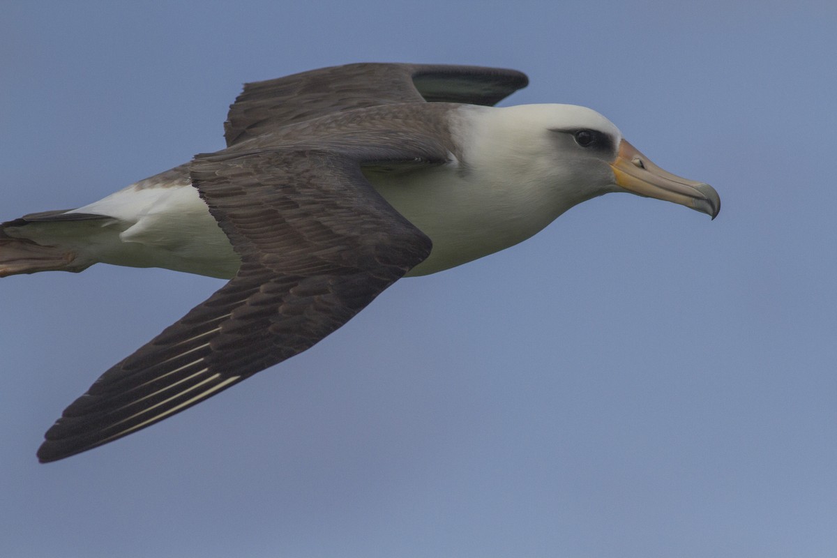 albatros laysanský - ML28122651
