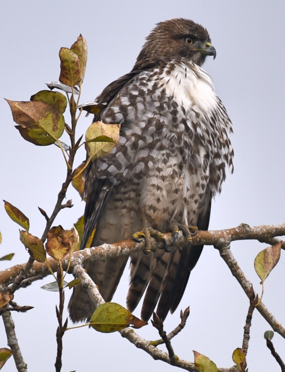 Red-tailed Hawk - ML281226651