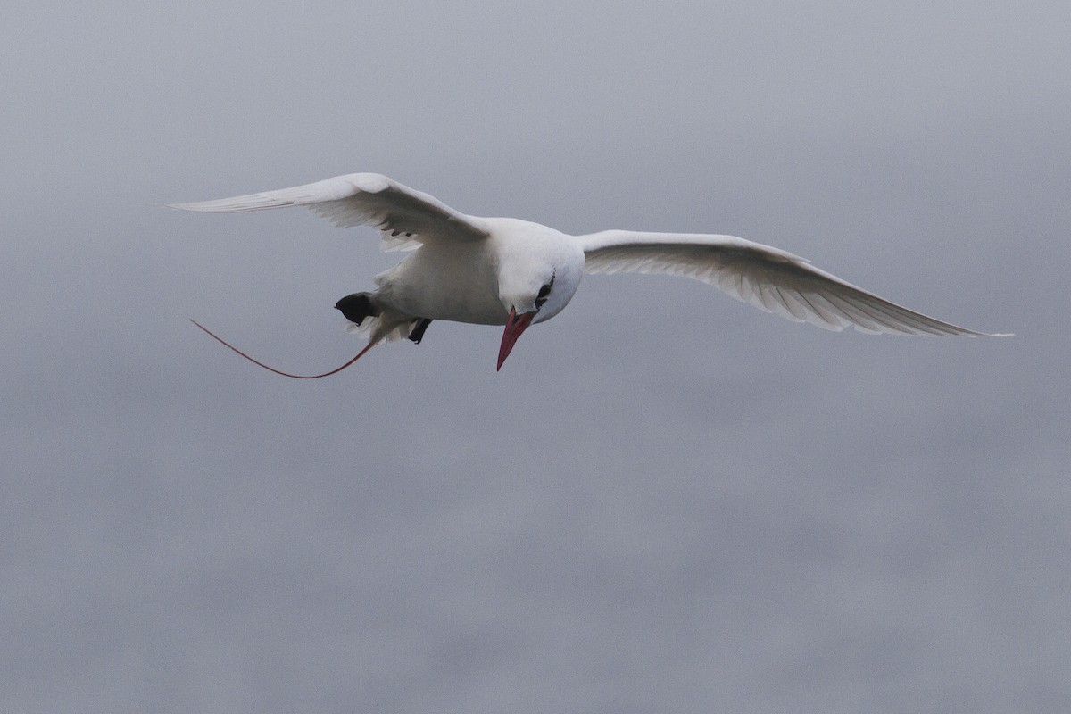 Red-tailed Tropicbird - ML28122681