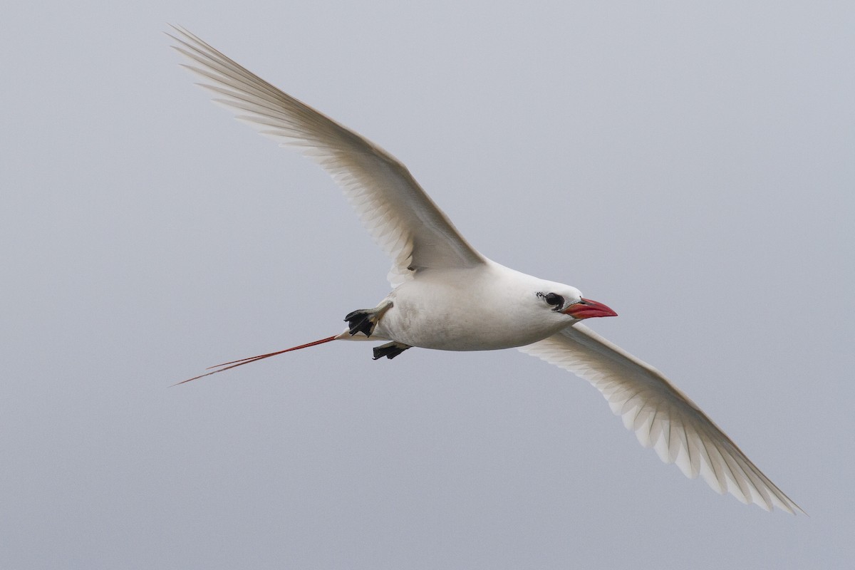 Red-tailed Tropicbird - ML28122701