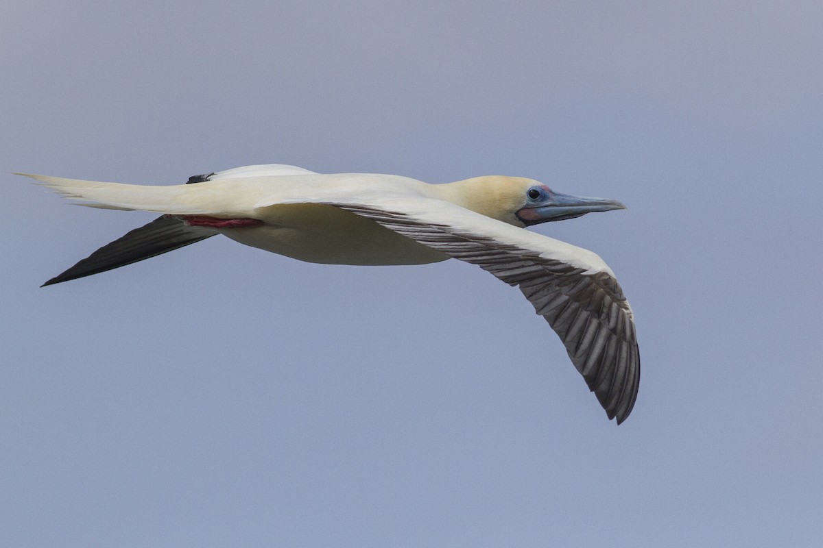 Red-footed Booby - ML28122761