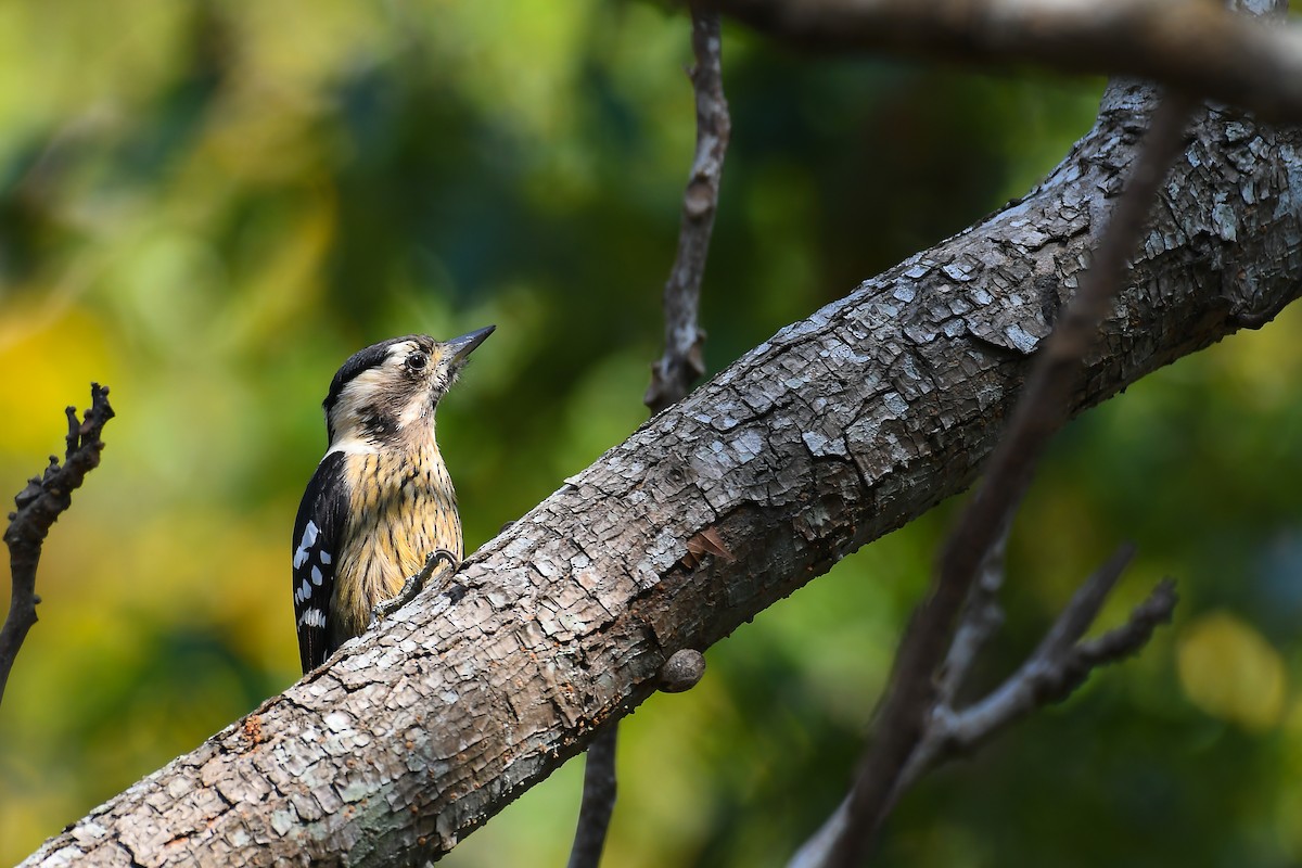 Gray-capped Pygmy Woodpecker - Cheng-Ru Tsai