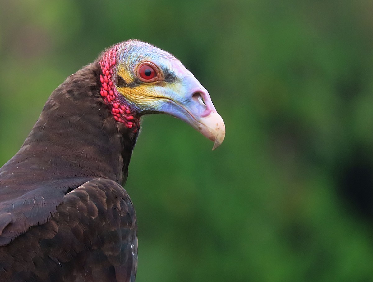 Lesser Yellow-headed Vulture - ML281236231