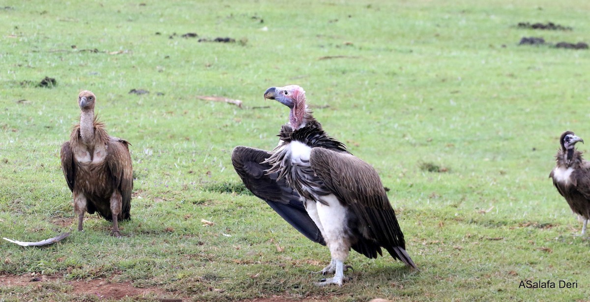 Lappet-faced Vulture - ML281236941