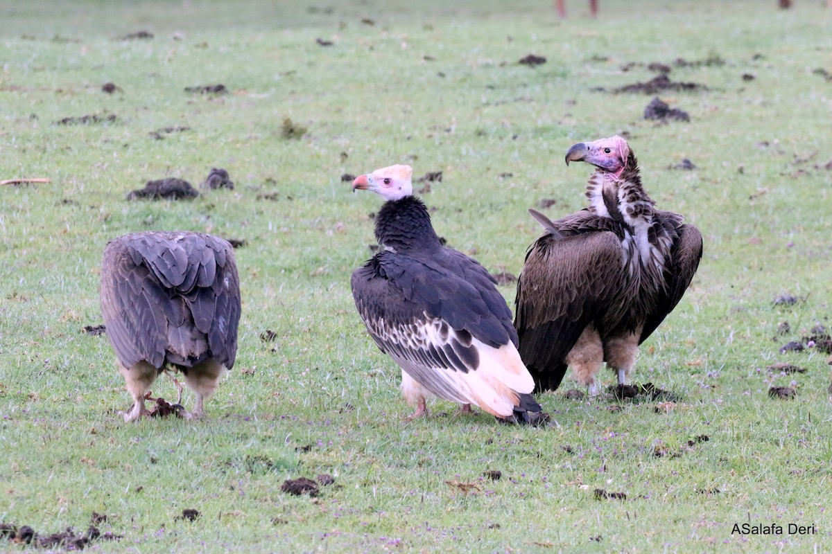 Lappet-faced Vulture - ML281236951