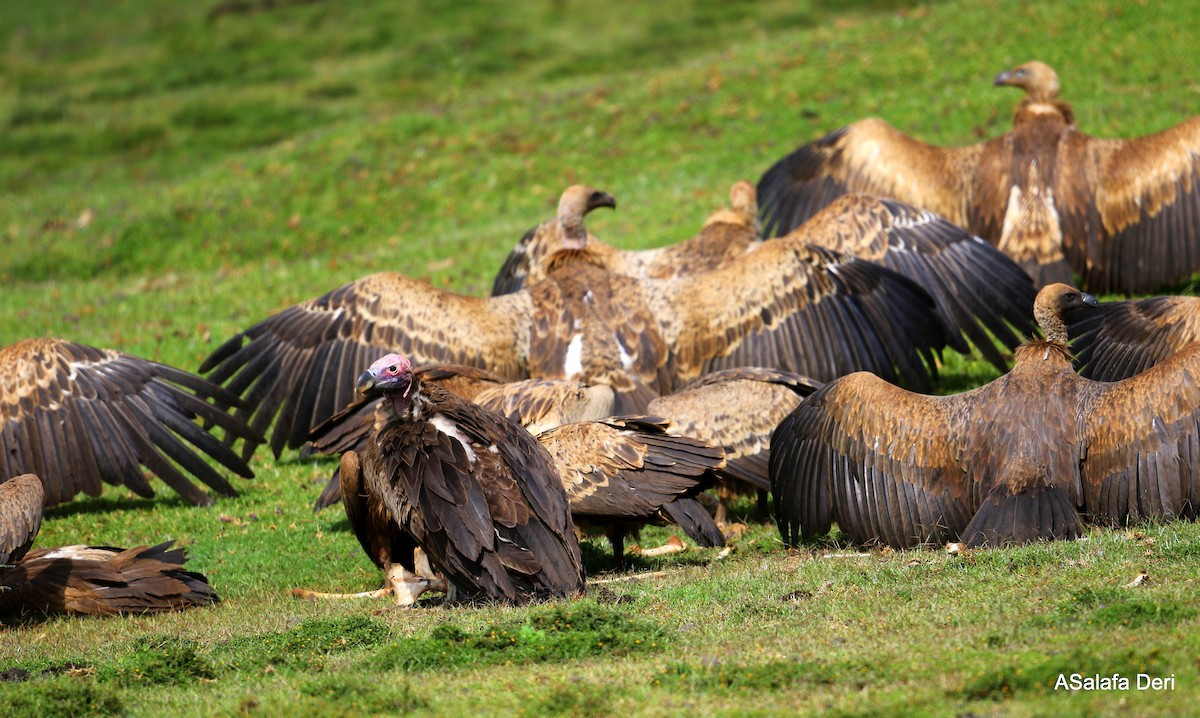 Lappet-faced Vulture - ML281237001