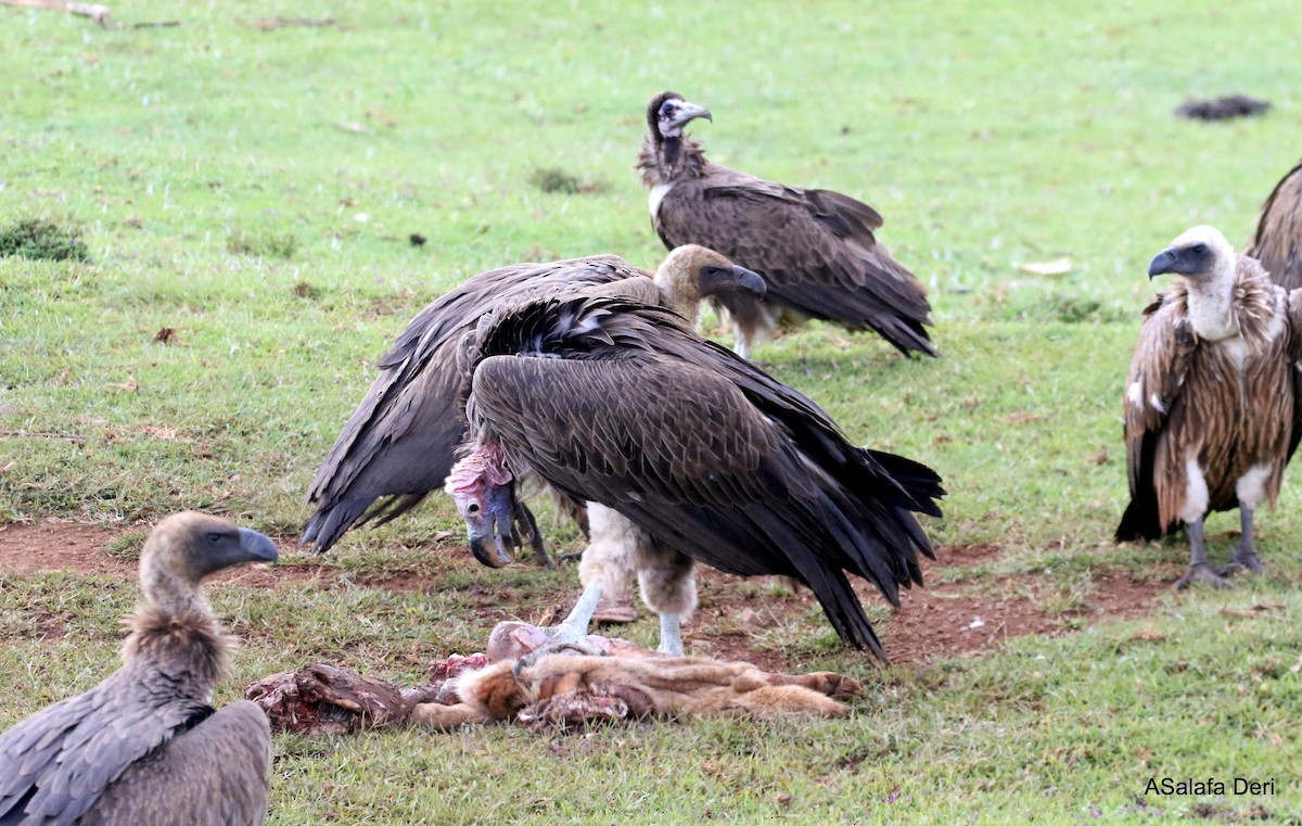 Lappet-faced Vulture - ML281237381