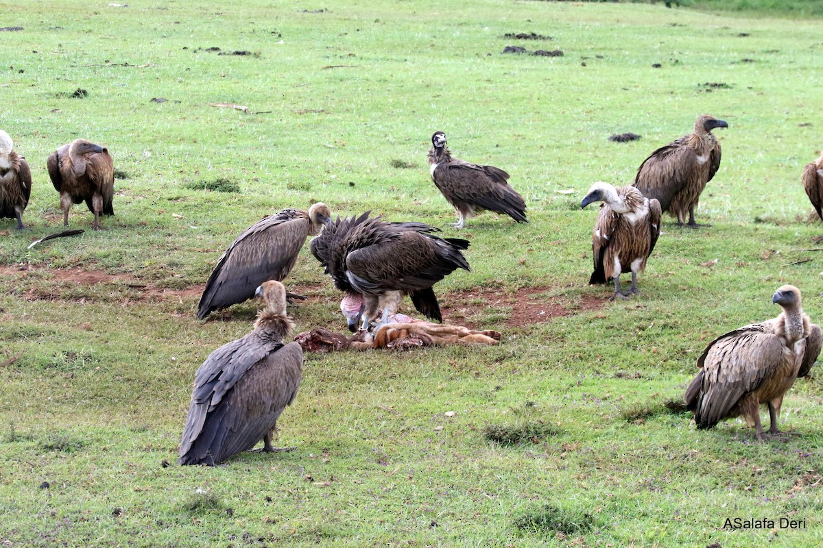 Hooded Vulture - Fanis Theofanopoulos (ASalafa Deri)
