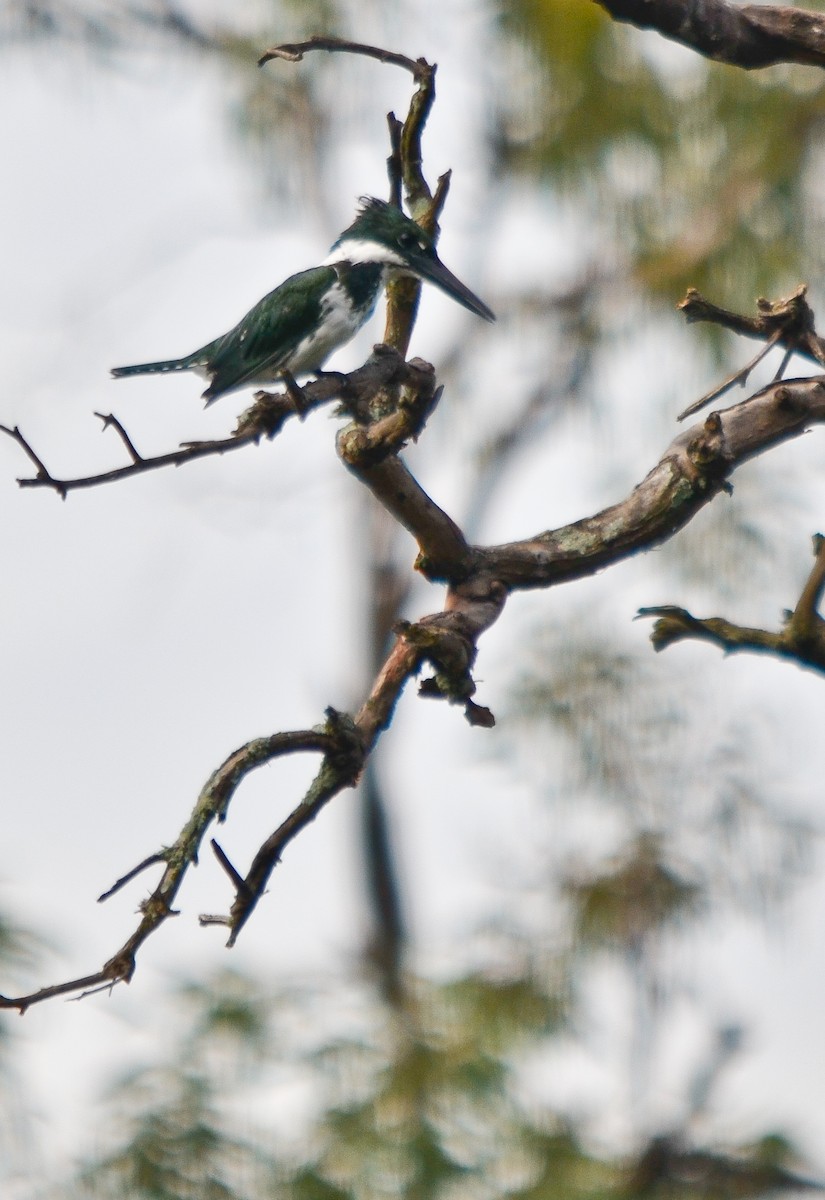 Amazon Kingfisher - LUCIANO BERNARDES