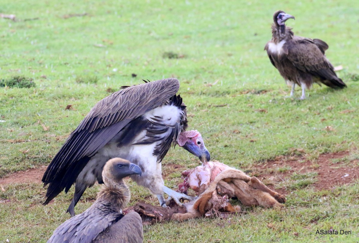 Lappet-faced Vulture - ML281237891