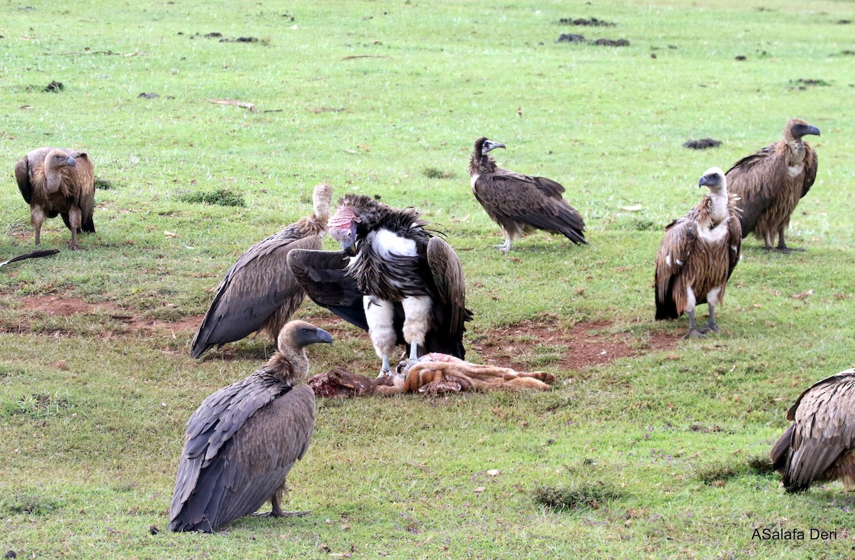 Lappet-faced Vulture - ML281238001