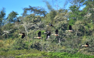 Lesser Whistling-Duck, ML281242681
