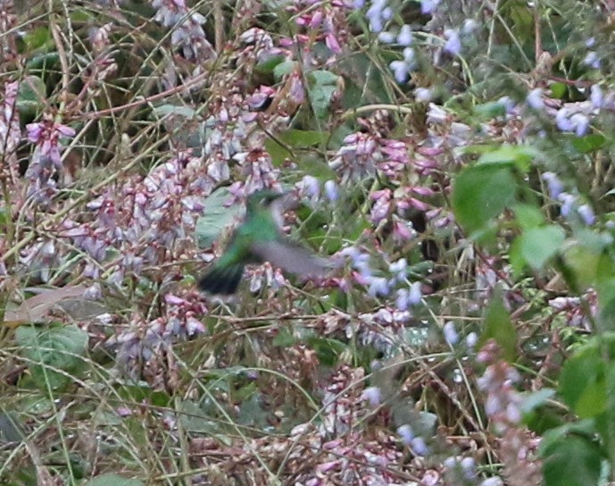 Emerald-chinned Hummingbird - ML281244941