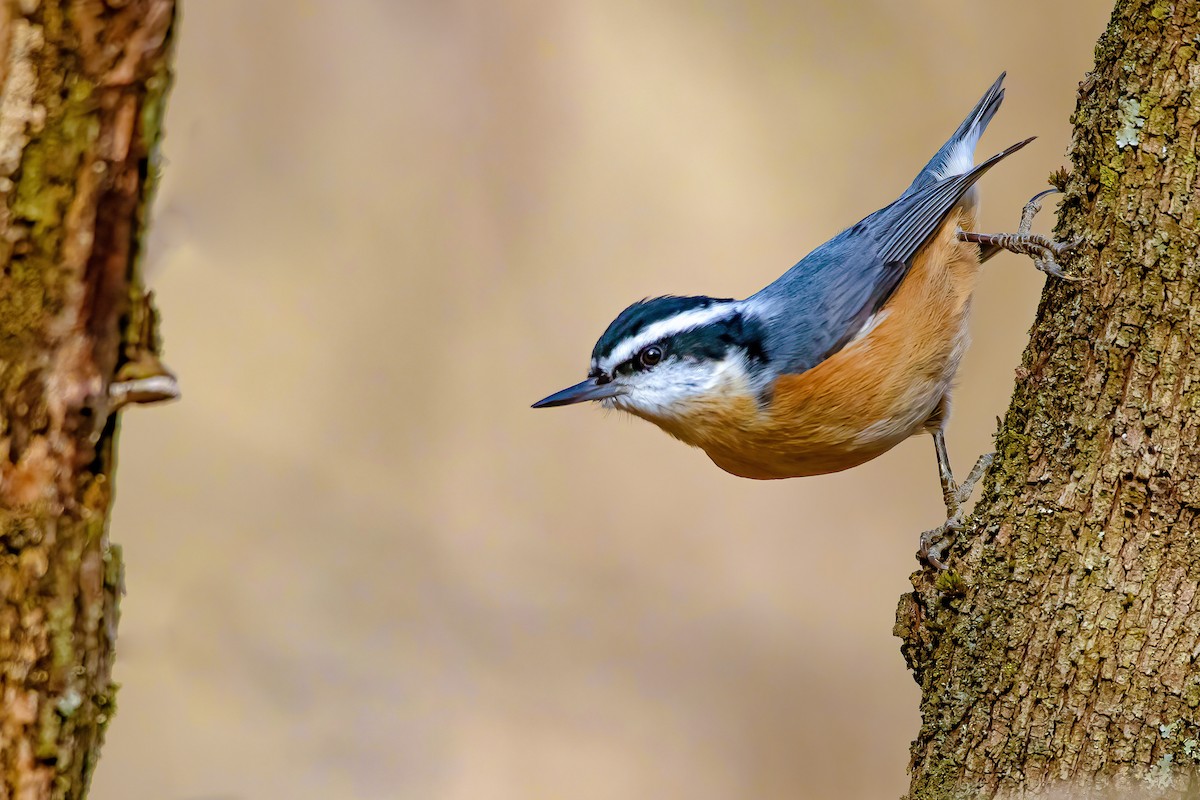 Red-breasted Nuthatch - ML281245801