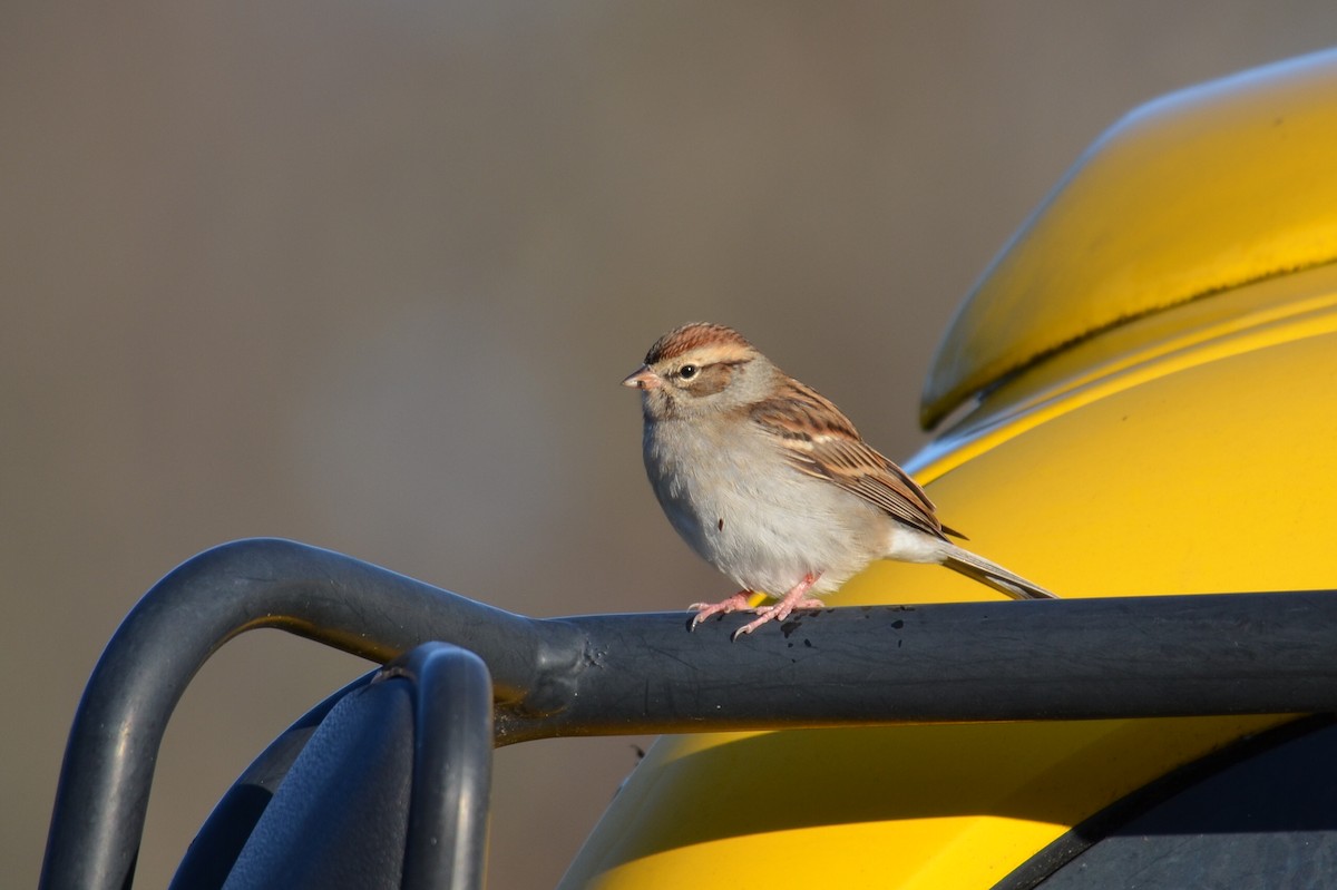 Chipping Sparrow - ML281246481