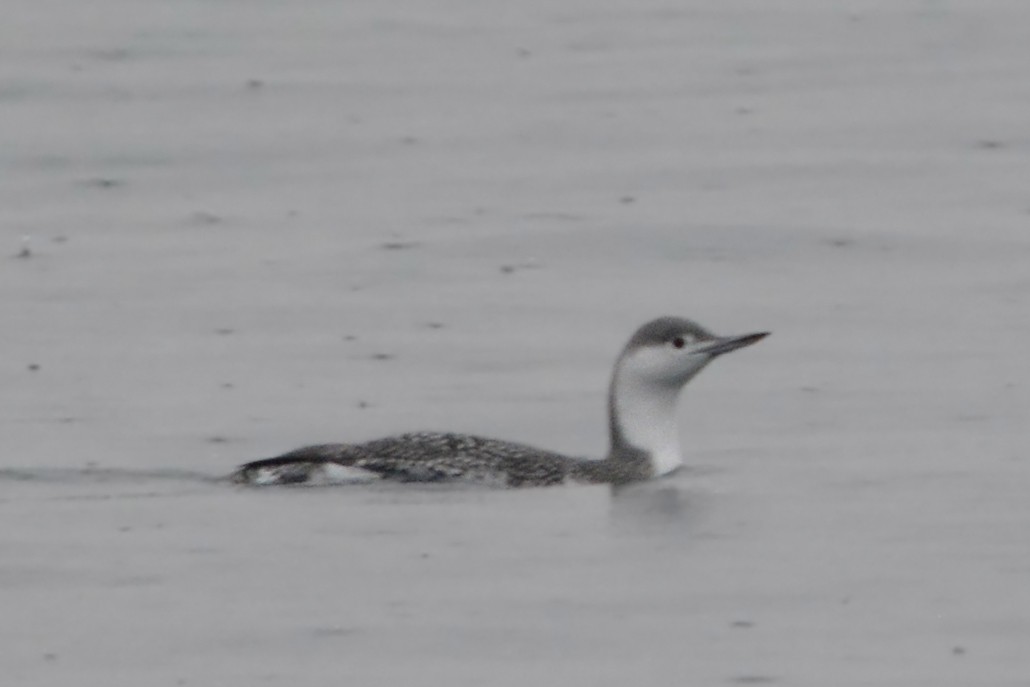 Red-throated Loon - ML281251051