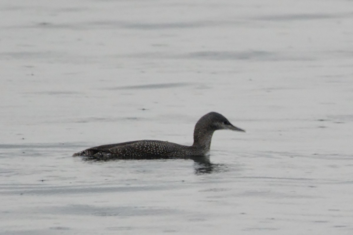 Red-throated Loon - ML281251071