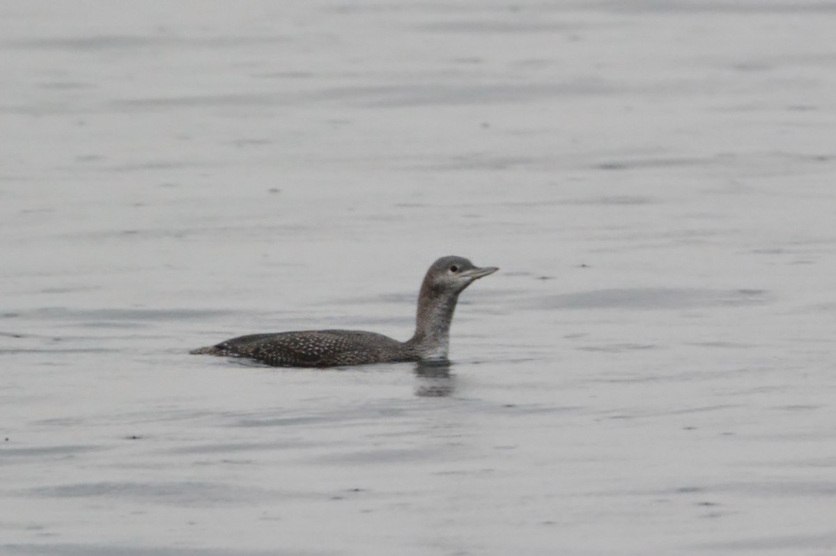 Red-throated Loon - ML281251081