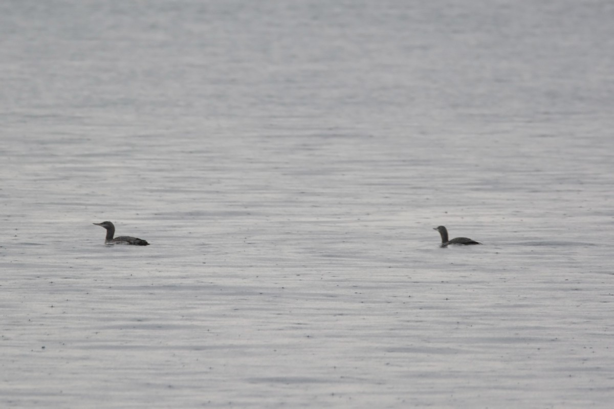 Red-throated Loon - Ben Dixon