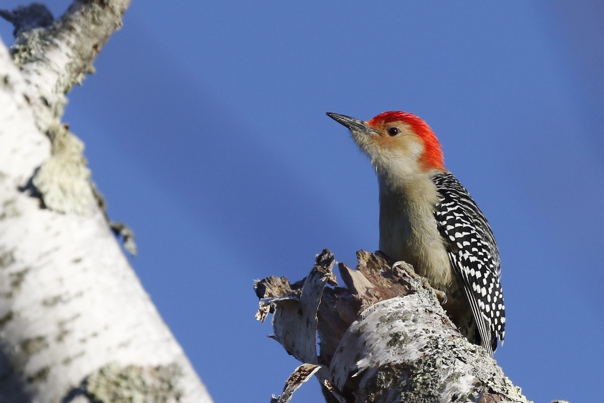 Red-bellied Woodpecker - ML281253651