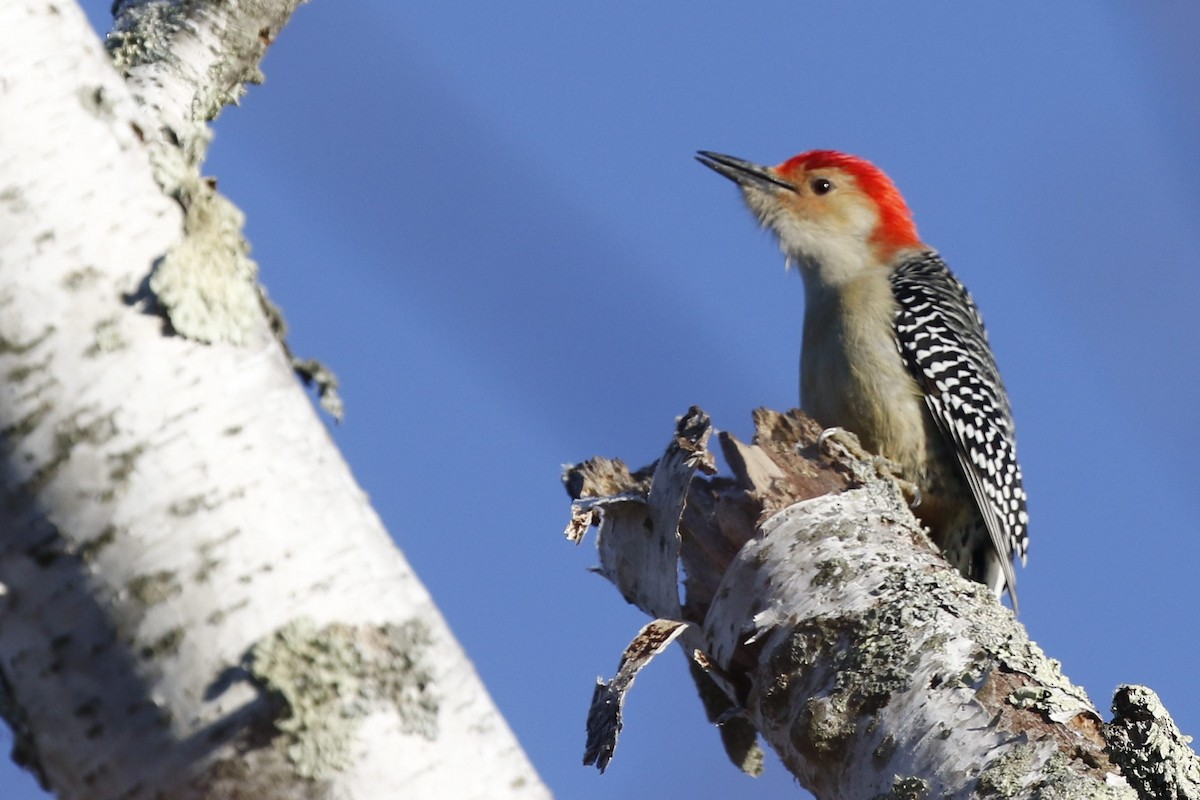 Red-bellied Woodpecker - ML281253661