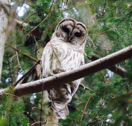 Barred Owl - ML28125861