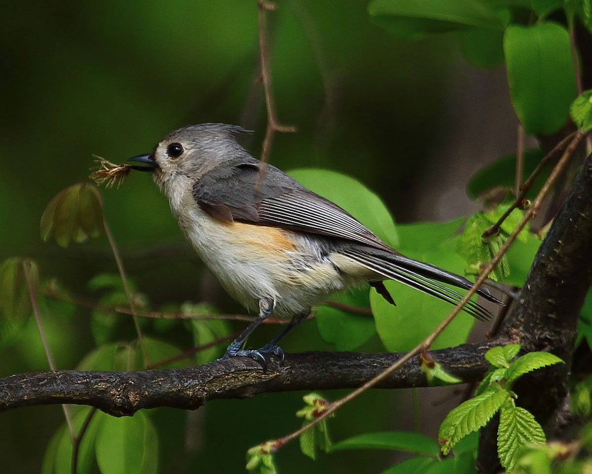 Tufted Titmouse - Ryan Candee
