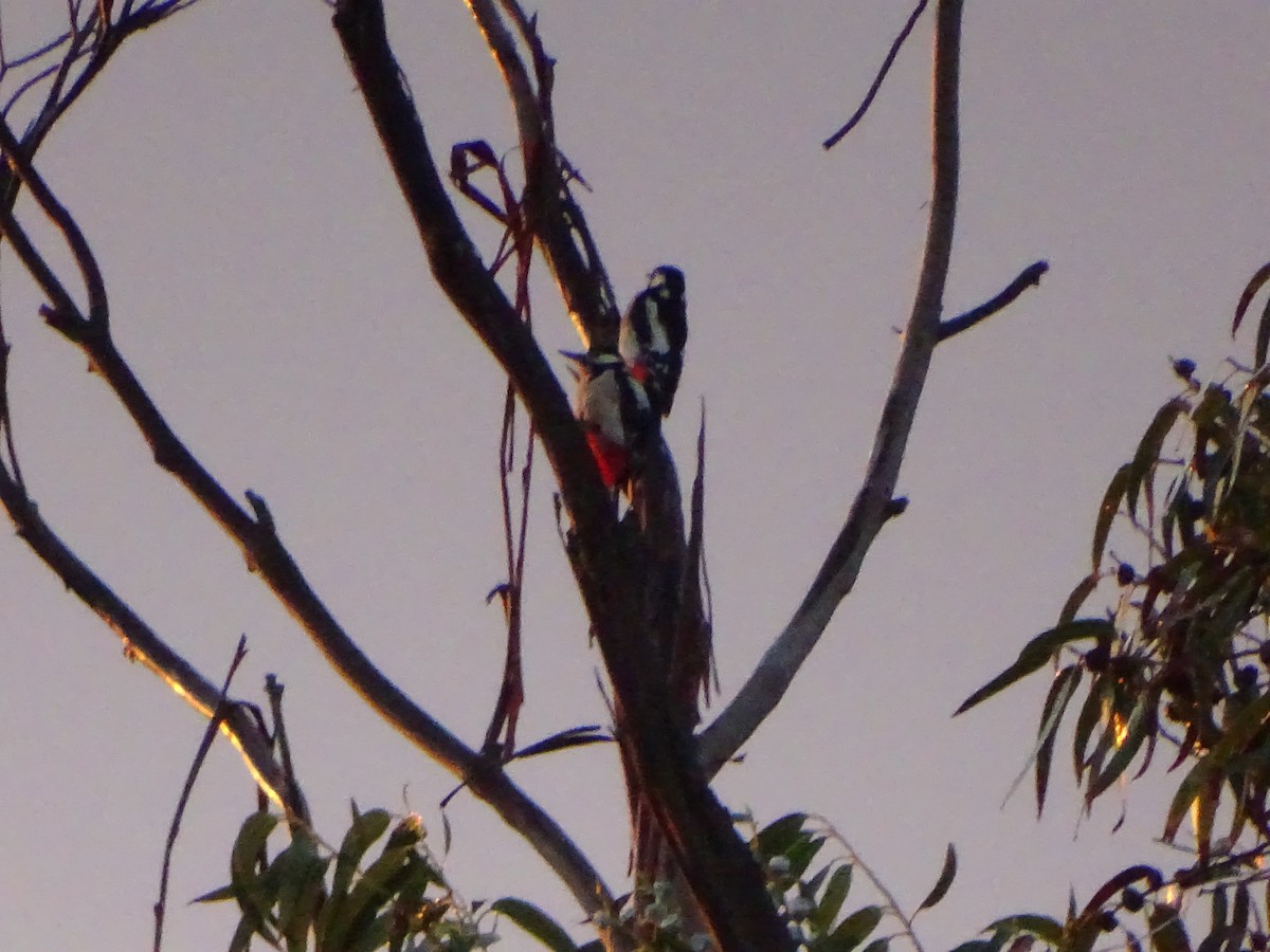Great Spotted Woodpecker - ML281266281