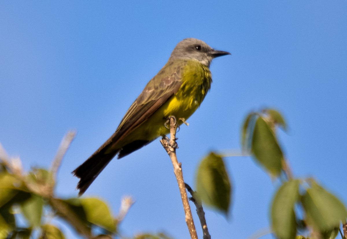 Tropical Kingbird - LUCIANO BERNARDES