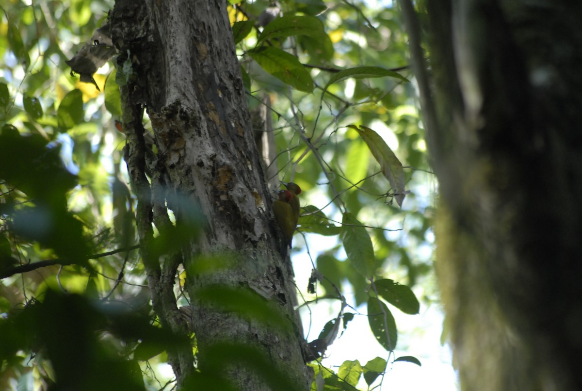 Rufous-winged Woodpecker - Hugo Foxonet