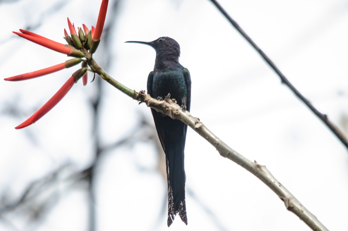 Swallow-tailed Hummingbird - LUCIANO BERNARDES