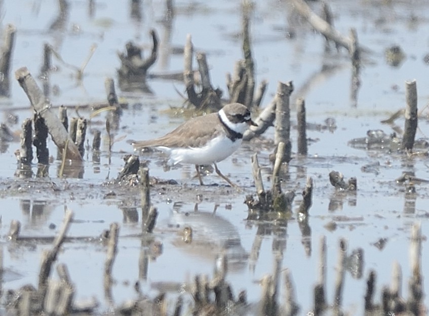 Semipalmated Plover - ML28127571
