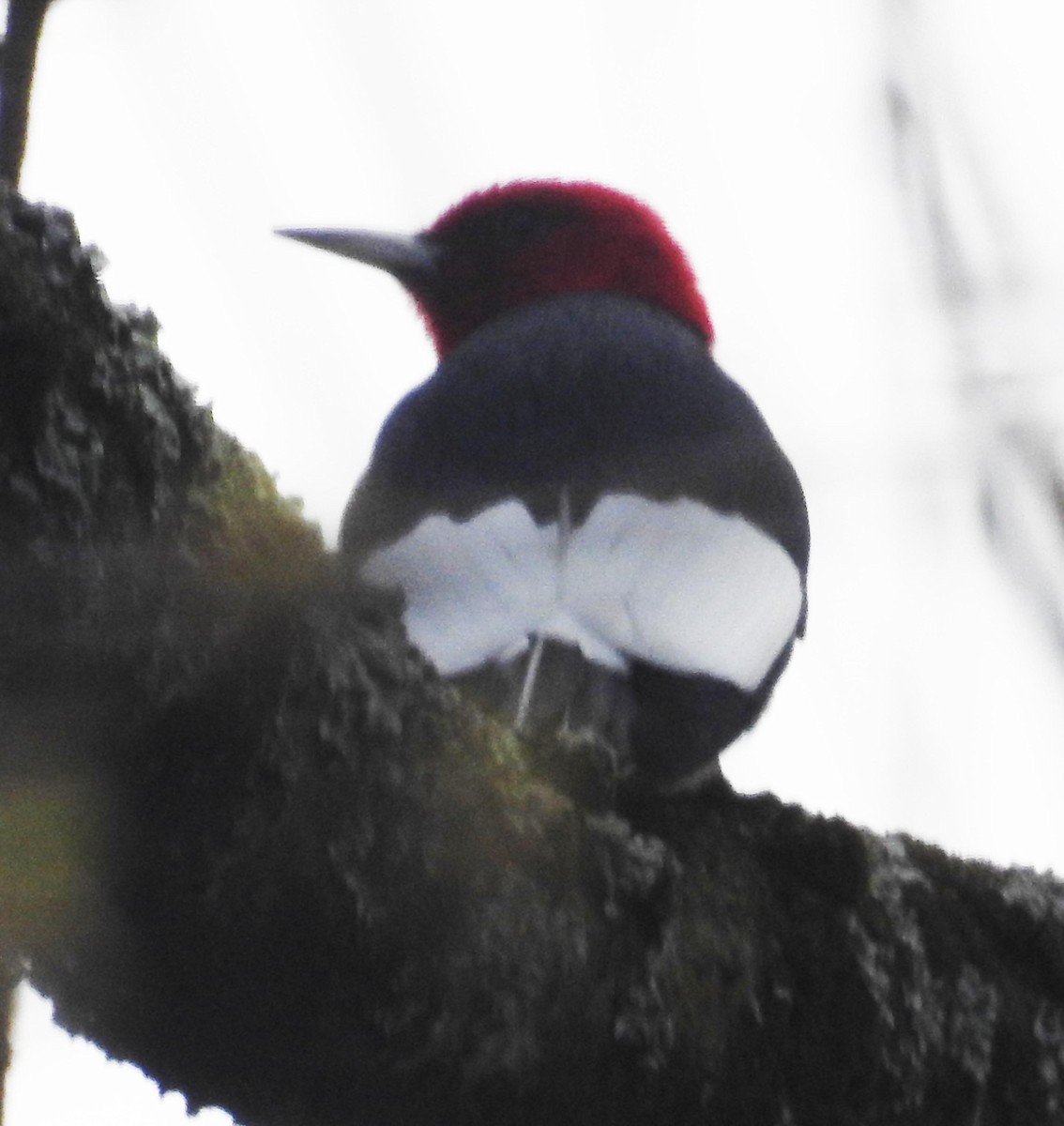 Red-headed Woodpecker - Matthew Heintzelman