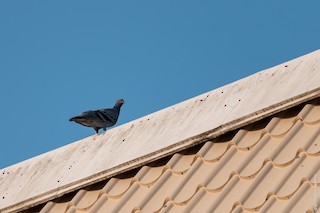 Rock Pigeon (Feral Pigeon), ML281283871