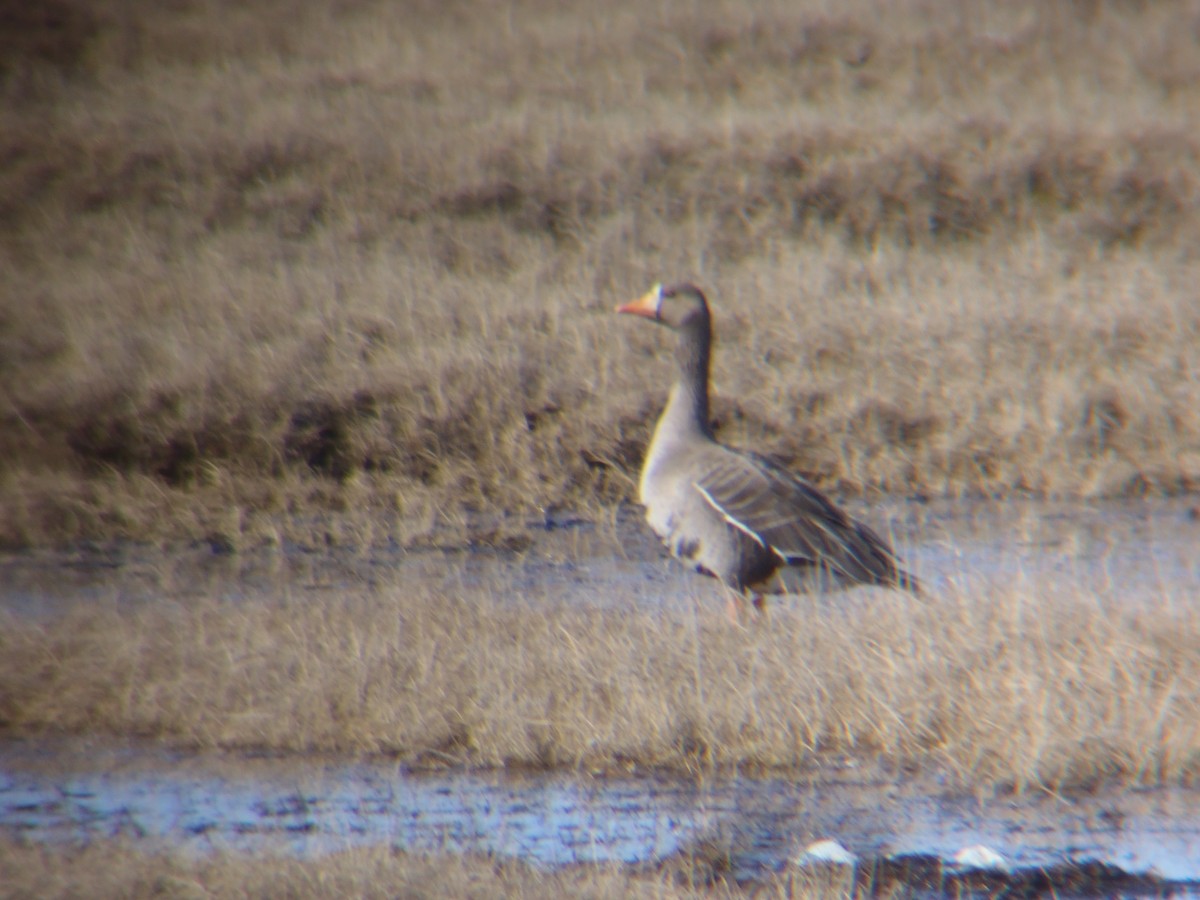 Greater White-fronted Goose - ML281290471
