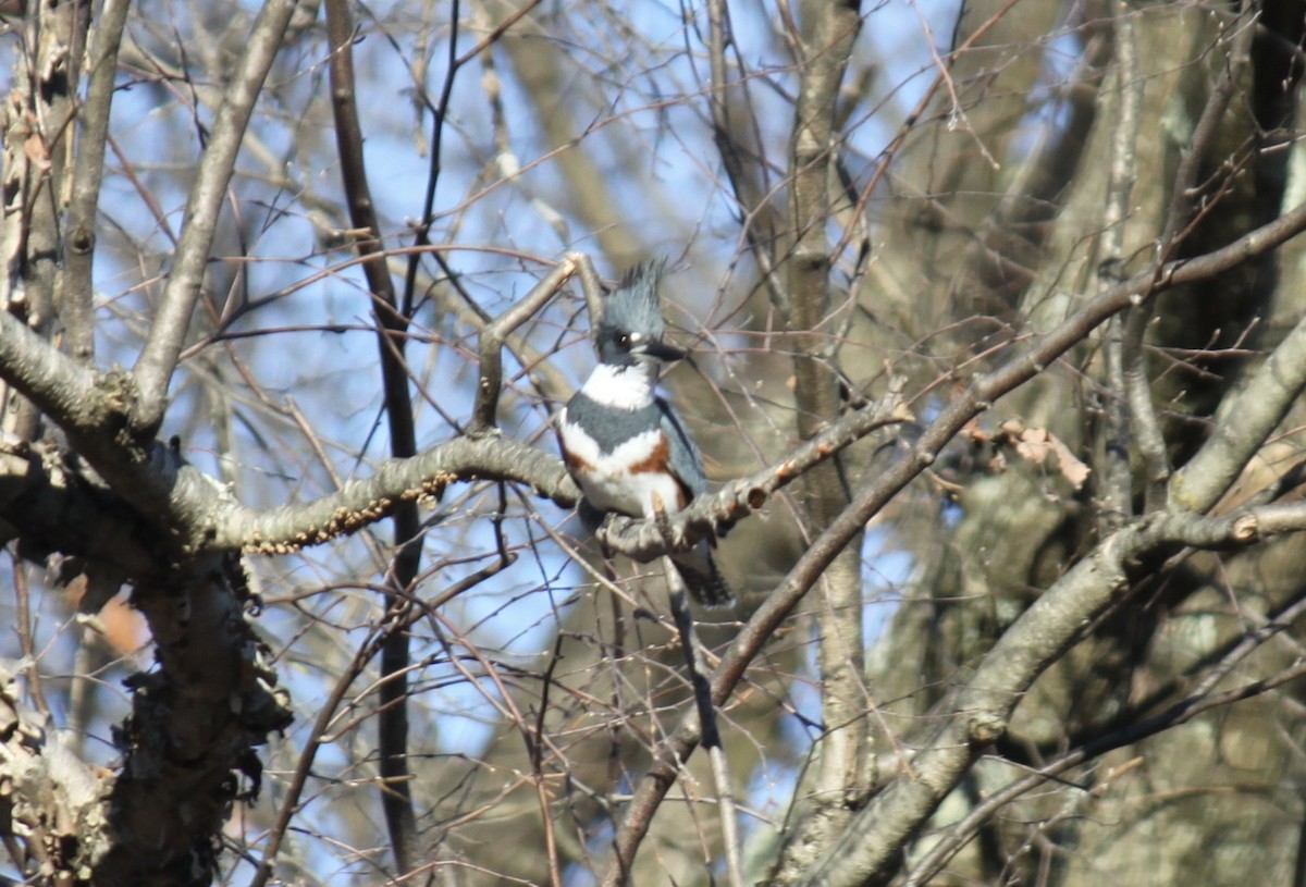 Belted Kingfisher - ML281300981