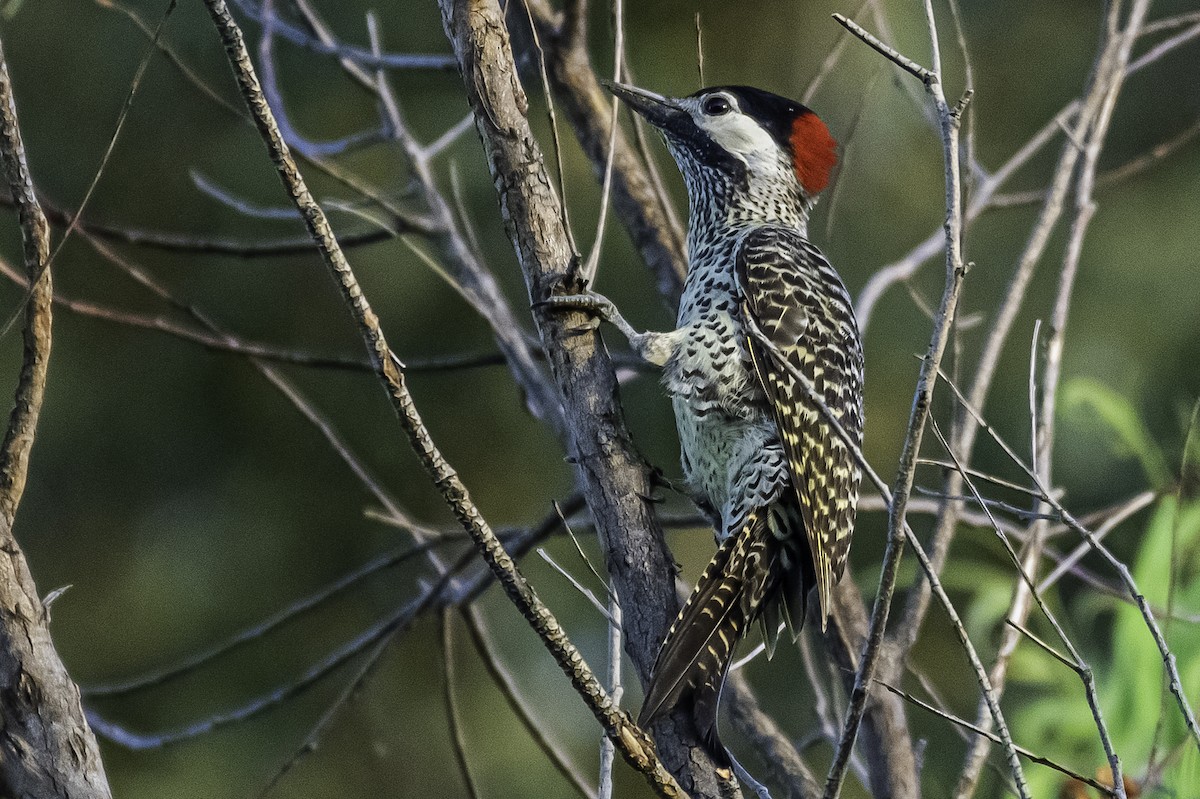 Green-barred Woodpecker - Amed Hernández