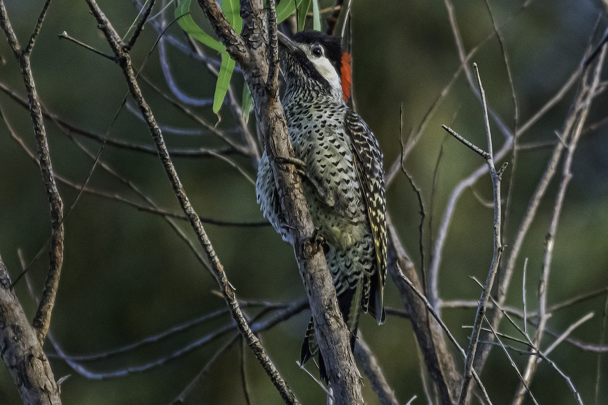 Green-barred Woodpecker - ML281303721