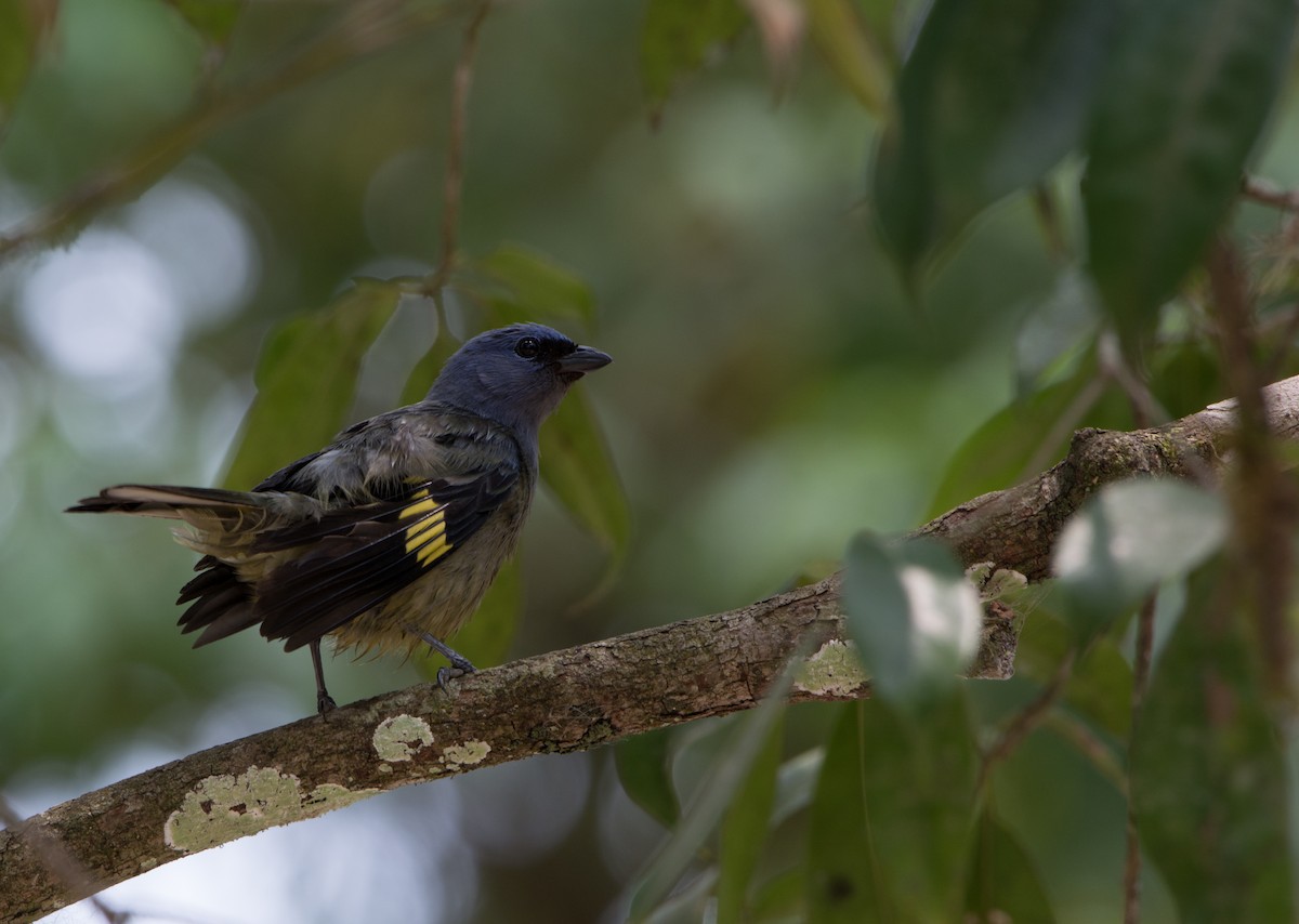 Yellow-winged Tanager - ML28130461