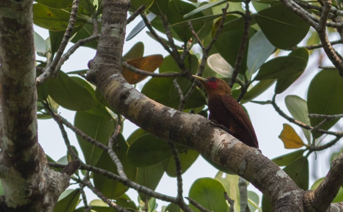 Chestnut-colored Woodpecker - ML28130571